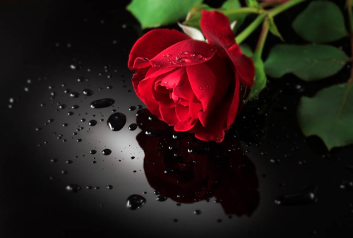 Каталог Картина красная роза на черном фоне: Цветы и растения | Wall-Style