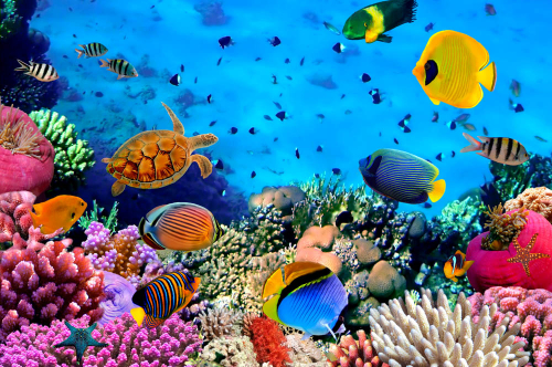 Каталог Фотообои мир под водой:  | Wall-Style