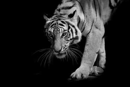 Каталог Фотообои тигр белый:  | Wall-Style