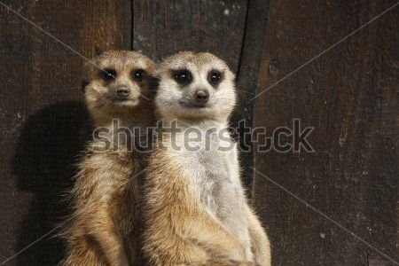 Каталог Фотообои суслики:  | Wall-Style