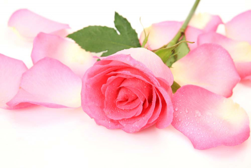 Каталог Фотообои лепестки розы:  | Wall-Style