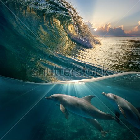 Каталог Фотообои дельфины  под волной:  | Wall-Style
