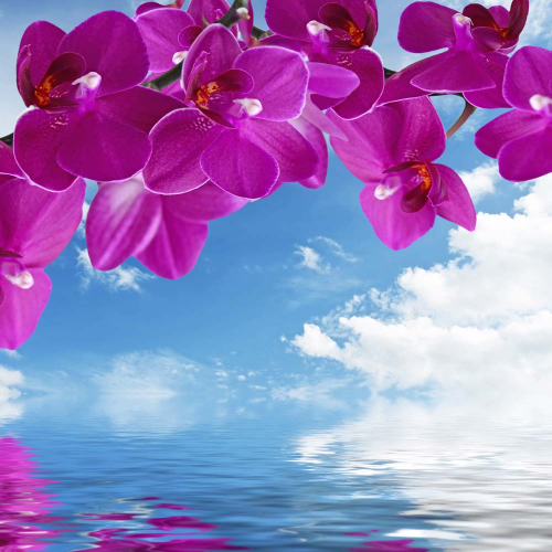 Каталог Картина ветка орхидеи в небе над водой: Цветы и растения | Wall-Style