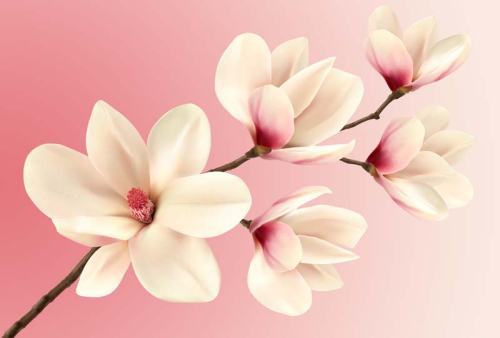 Каталог Фотообои магнолия:  | Wall-Style