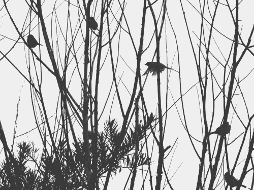 Каталог Картина деревья с птицами: ЧБ | Wall-Style