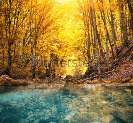 Каталог Фотообои лес:  | Wall-Style