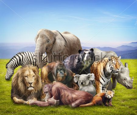 Каталог Картина звери: Животные | Wall-Style
