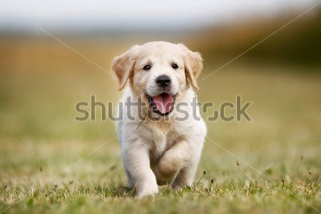 Каталог Фотообои retriever:  | Wall-Style