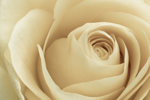 Каталог Фотообои крупная белая роза:  | Wall-Style