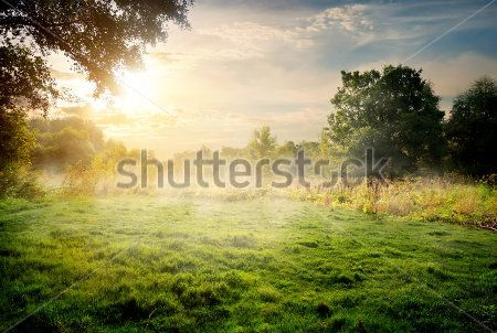 Каталог Фотообои поле:  | Wall-Style