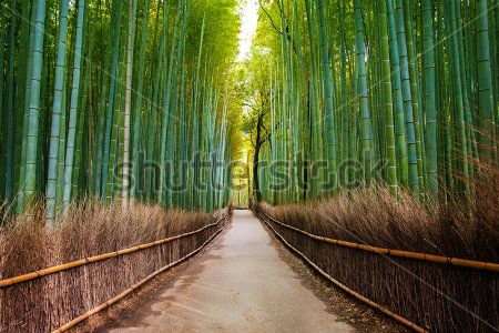 Каталог Фотообои бамбуковый лес:  | Wall-Style