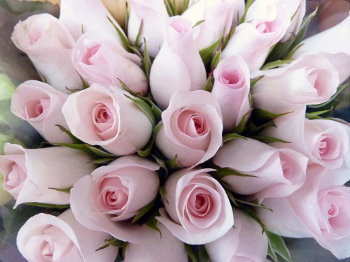 Каталог Фотообои светлые тюльпаны:  | Wall-Style