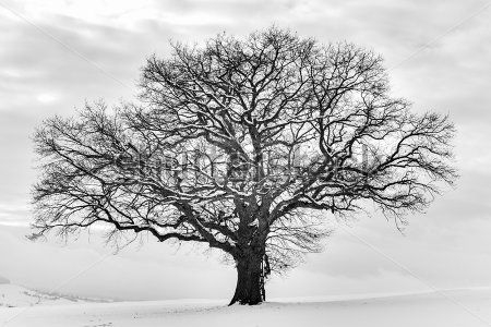 Каталог Фотообои дерево:  | Wall-Style