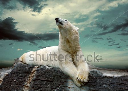 Каталог Картина белые медведи: Животные | Wall-Style
