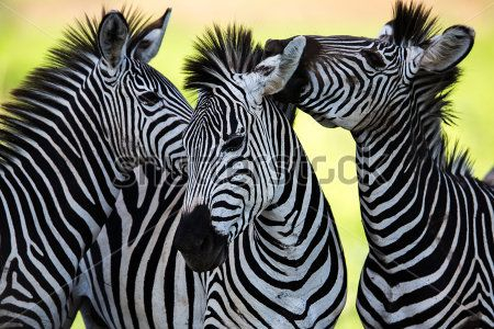 Каталог Фотообои зебры:  | Wall-Style
