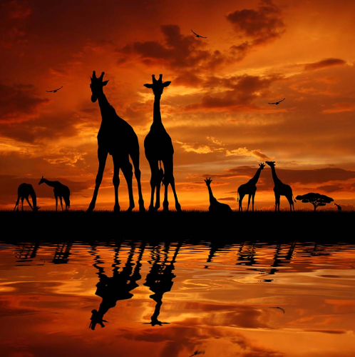 Каталог Фотообои жирафы на закате:  | Wall-Style