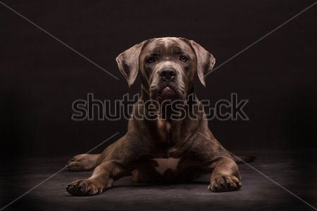 Каталог Картина собака: Животные | Wall-Style