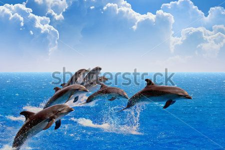 Каталог Фотообои дельфины над морем:  | Wall-Style