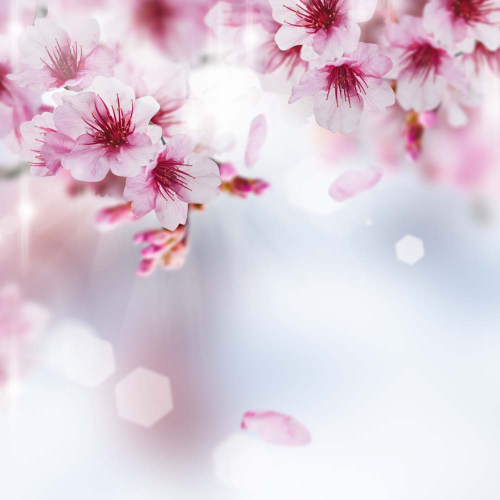 Каталог Фотообои вишня:  | Wall-Style