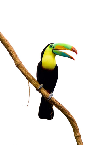 Каталог Фотообои птица на ветке:  | Wall-Style