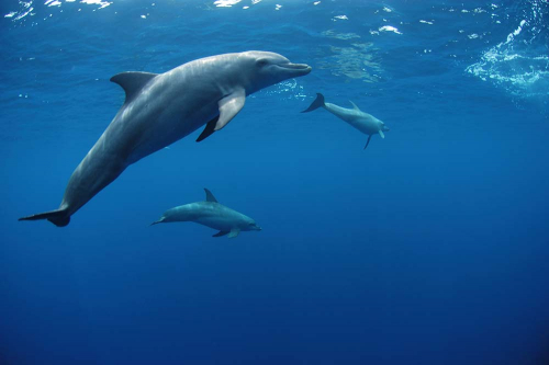 Каталог Фотообои три дельфина:  | Wall-Style
