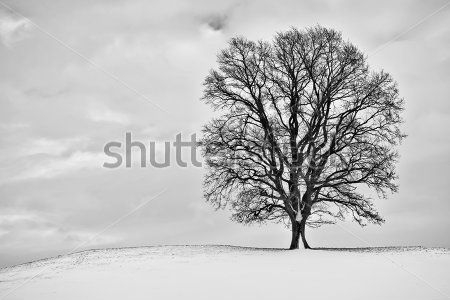 Каталог Фотообои дерево:  | Wall-Style