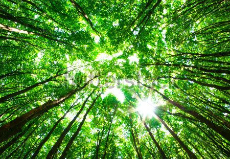 Каталог Фотообои лес:  | Wall-Style