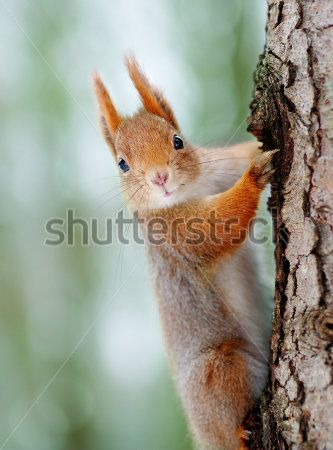 Каталог Картина белка: Животные | Wall-Style