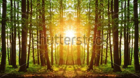 Каталог Фотообои лес:  | Wall-Style