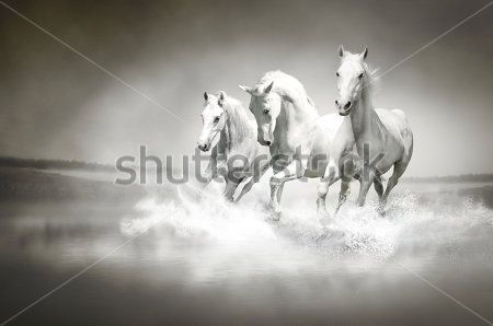 Каталог Картина лошади: Животные | Wall-Style