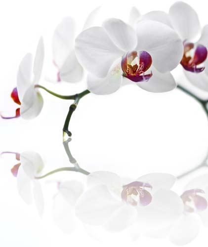 Каталог Фотообои белые орхидеи:  | Wall-Style