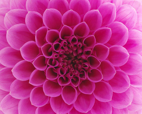 Каталог Фотообои розовая хризантема:  | Wall-Style