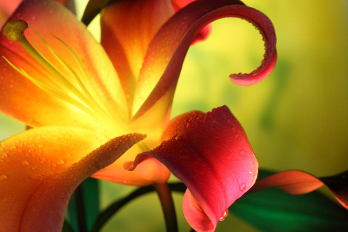 Каталог Фотообои светлая лилия:  | Wall-Style