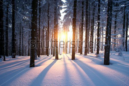 Каталог Фотообои зимний лес:  | Wall-Style