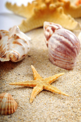 Каталог Картина изысканные ракушки: Море | Wall-Style