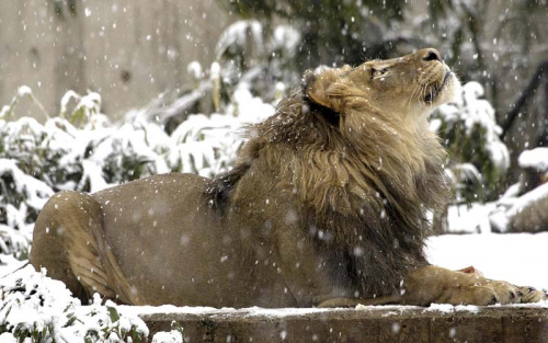 Каталог Фотообои лев в снегу:  | Wall-Style