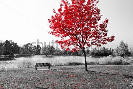 Каталог Фотообои красное дерево:  | Wall-Style