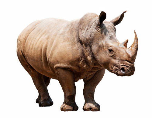 Каталог Фотообои носорог:  | Wall-Style