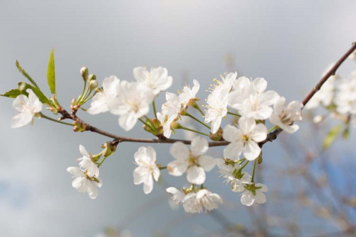 Каталог Фотообои белая вишня:  | Wall-Style