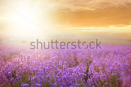 Каталог Картина лаванда: Природа | Wall-Style