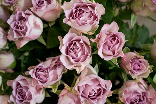 Каталог Картина букет красивых роз: Цветы и растения | Wall-Style