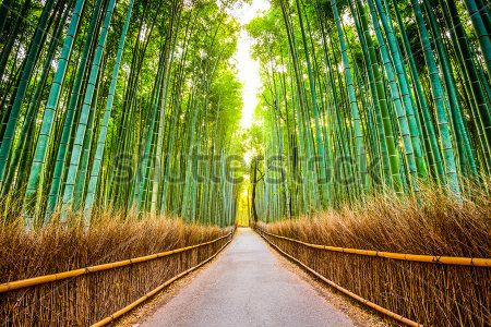 Каталог Фотообои бамбуковый лес:  | Wall-Style