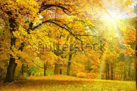Каталог Фотообои осенний лес:  | Wall-Style