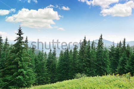 Каталог Фотообои лес:  | Wall-Style