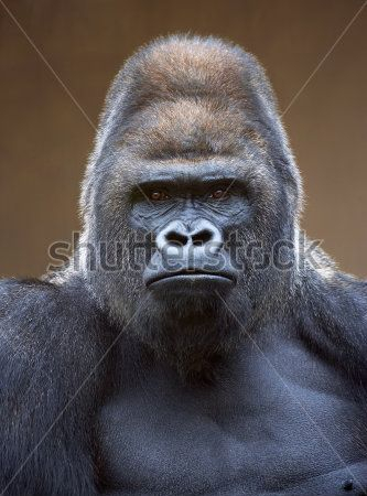 Каталог Картина обезьяна: Животные | Wall-Style