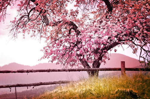 Каталог Фотообои розовое дерево:  | Wall-Style