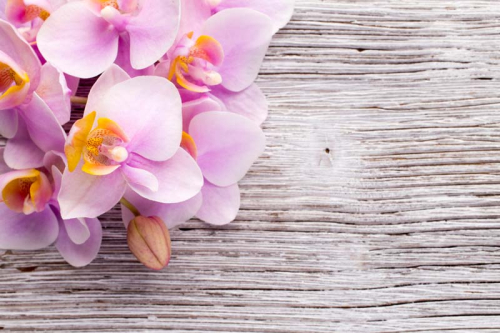 Каталог Картина орхидеи на дереве: Цветы и растения | Wall-Style