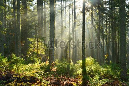 Каталог Фотообои лес:  | Wall-Style