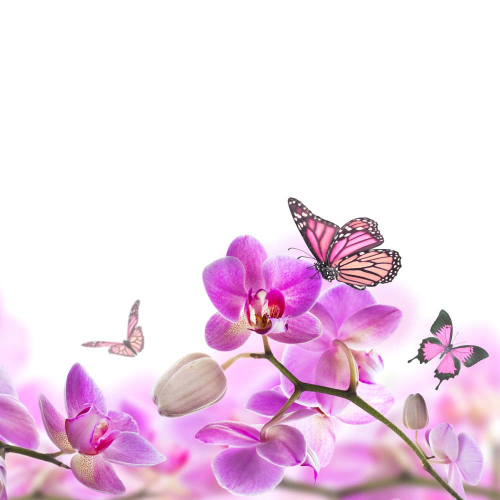 Каталог Фотообои орхидея и бабочки:  | Wall-Style