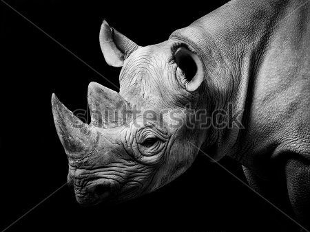 Каталог Картина носорог: Животные | Wall-Style